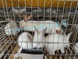 桂林大型动肉兔养殖场免费教技术包回收