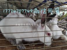 柳州养兔场大型养兔场肉兔养殖