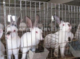 桂林大型养兔场优质公母兔出售教技术包回收