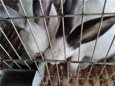桂林永圆种兔养兔场优质公母兔出售教技术包