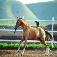 定兴马术协会专业卖马骑马驯马