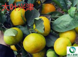 兴津柑橘苗基地直供签订合同纯度保证
