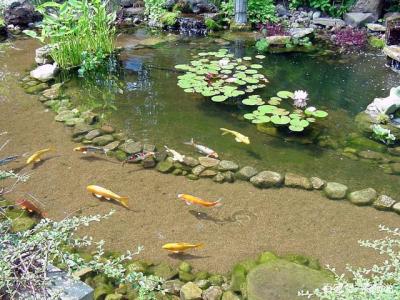 濟南庭院錦鯉魚池設計施工