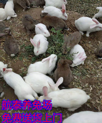 新西兰肉兔价格目前多少钱一斤养兔前景如何