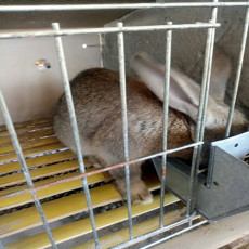 山东航泰野兔养殖场杂交野兔多少钱一组