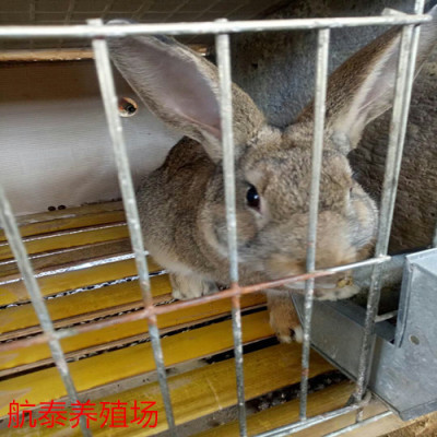 山东航泰野兔养殖场杂交野兔多少钱一组