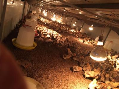 冬季养鸡要点土鸡苗批发养殖