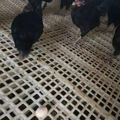 塑料鸡粪板种鸡漏粪板塑料鸡粪隔离板