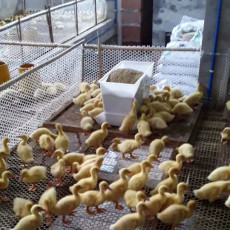 供应鸭子喂料槽塑料鸭食槽规格35公斤鸭料箱
