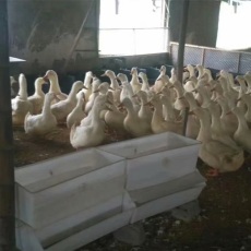 塑料鹅料槽抗老化种鸭食槽商品鸭料箱尺寸