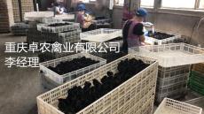 大足黑烏雞苗市場行情 求購正宗黑雞苗供應