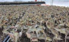 农博金草金线莲种植全面满足市场种植需求