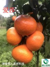 柑橘新品种爱莎柑橘苗签订合同纯度保证