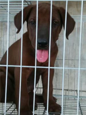 純種紅狼犬圖片紅狼幼犬多少錢