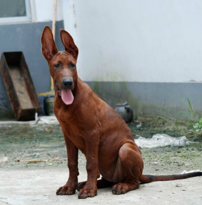 红鼻子红狼犬哪里有卖的红狼价格多少钱