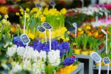 告白花店与众不同 让鲜花的美充盈着世界