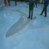 上海艺术洗沙路面施工 砾石聚合物地坪厂家