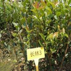 长林品种油茶苗1油茶树嫁接1优质高产油茶苗