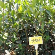 长林4号A40号A53号A3号A18号品种嫁接油茶树