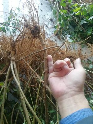 0.4公分連翹苗 現(xiàn)挖現(xiàn)發(fā) 山西藥用連翹苗