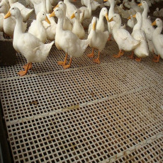 鸡舍漏粪垫板 养鸡用塑料板 家禽用塑料垫板