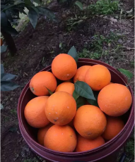 奉节脐橙 自然天成 中华名果 世界闻名