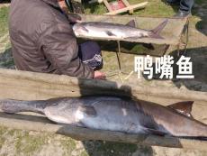 撫遠江魚批發(fā)零售 撫遠賣江魚市場