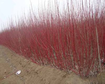 红瑞木高度一米丛生分支耐寒成活率高