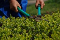 佛山绿化养护服务浇灌施肥 怡轩园林绿化