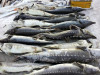 抚远特产鲟鳇鱼批发零售 抚远鲟鳇鱼市场价