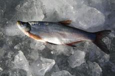 抚远特产大白鱼产地批发 整条鲜鱼大白鱼