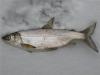 新疆高白鲑鱼产地直销 新鲜速冻兔子鱼货源