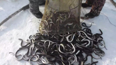 撫遠特七鰓鰻魚產地批發 整條鮮魚七星魚