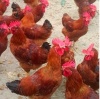 九斤红鸡苗养殖厂家