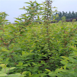 鈣果苗農(nóng)大鈣果苗一百棵鈣果樹苗多少錢一棵