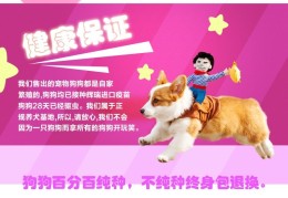 上海哪买狗里好上海哪里有狗卖狗场在哪