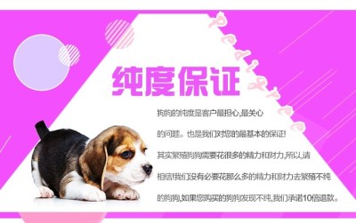 上海哪买狗里好上海哪里有狗卖狗场在哪