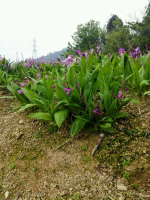 云南嘉農(nóng)年華滇圣草白芨種植全方位扶持助