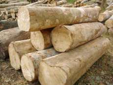 东南亚木材进口报关单证资料及清关注意事项