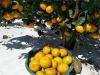 湖南特早熟柑橘苗基地 1-3年生由良蜜桔树苗