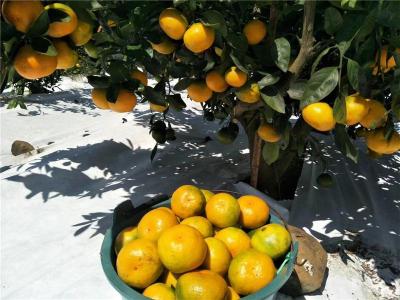 湖南特早熟柑橘苗基地 1-3年生由良蜜桔树苗