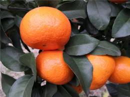 早熟爱莎柑橘种苗基地 1-3年生爱莎杂柑树苗