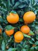 柑橘树 红美人柑橘种植表现 红美人柑橘树苗