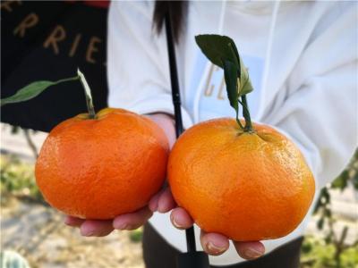 甘平柑橘栽种管理方式 甘平水果树苗晚熟柑