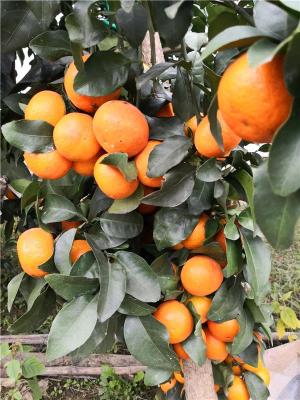水果苗柑橘苗 爱莎早熟杂柑栽种要点