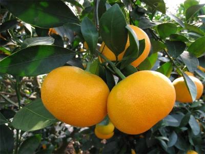 水果树苗由良蜜桔苗 早熟柑橘苗30-90公分高