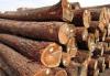 木材板材进口流程及资料