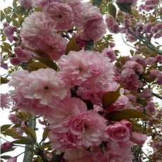喀什供应樱花 樱花种植基地