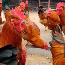 新疆红玉公鸡苗质量好易饲养厂家直销