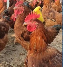 四川红玉公鸡质量好易饲养好效益